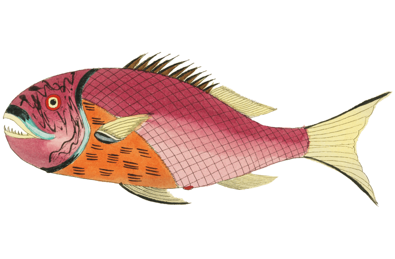 Colourful and surreal illustrations of fishes found in Moluccas (Indonesia) and the East Indies by Louis Renard (1678 -1746) from Histoire naturelle des plus rares curiositez de la mer des Indes (1754).