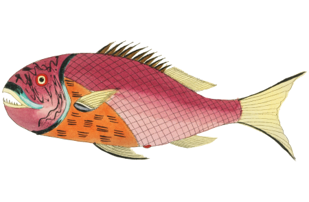 Colourful and surreal illustrations of fishes found in Moluccas (Indonesia) and the East Indies by Louis Renard (1678 -1746) from Histoire naturelle des plus rares curiositez de la mer des Indes (1754).