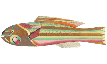 Colourful and surreal illustrations of fishes found in Moluccas (Indonesia) and the East Indies by Louis Renard (1678 -1746) from Histoire naturelle des plus rares curiositez de la mer des Indes (1754).