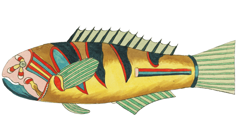 Colourful and surreal illustrations of fishes found in Moluccas (Indonesia) and the East Indies by Louis Renard (1678 -1746) from Histoire naturelle des plus rares curiositez de la mer des Indes (1754).