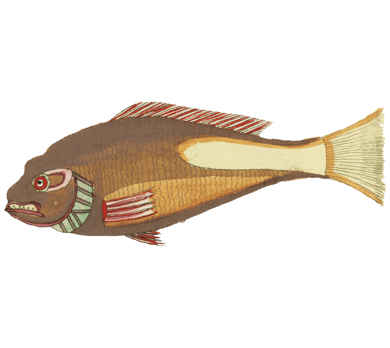 Colourful and surreal illustrations of fishes found in Moluccas (Indonesia) and the East Indies by Louis Renard (1678 -1746) from Histoire naturelle des plus rares curiositez de la mer des Indes (1754).