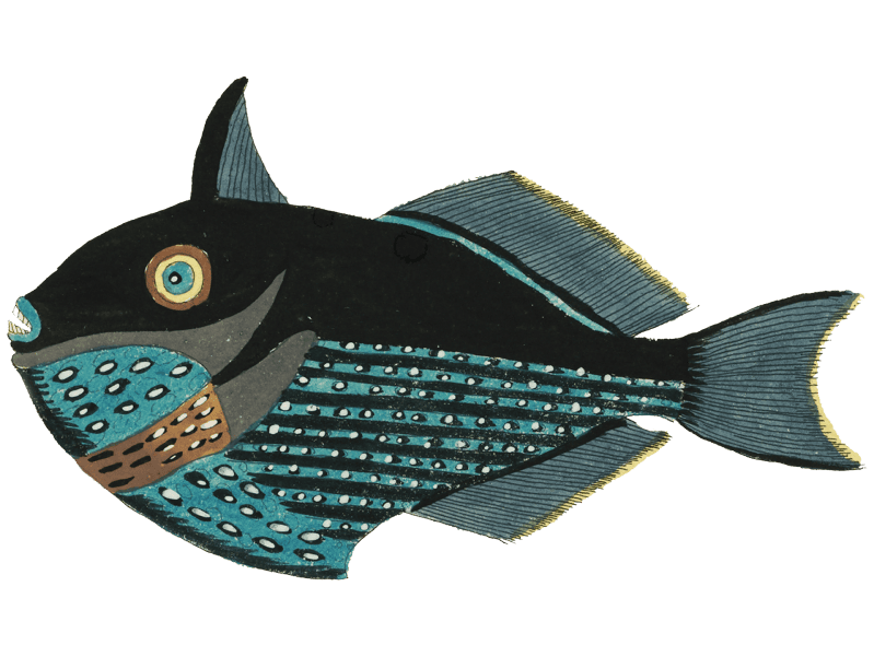 Colourful and surreal illustrations of fishes found in Moluccas (Indonesia) and the East Indies by Louis Renard (1678 -1746) from Histoire naturelle des plus rares curiositez de la mer des Indes (1754).