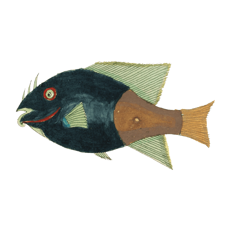 Colourful and surreal illustrations of fishes found in Moluccas (Indonesia) and the East Indies by Louis Renard (1678 -1746) from Histoire naturelle des plus rares curiositez de la mer des Indes (1754).