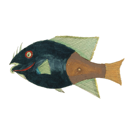 Colourful and surreal illustrations of fishes found in Moluccas (Indonesia) and the East Indies by Louis Renard (1678 -1746) from Histoire naturelle des plus rares curiositez de la mer des Indes (1754).