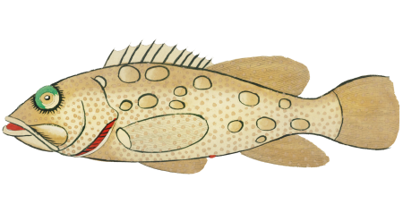 Colourful and surreal illustrations of fishes found in Moluccas (Indonesia) and the East Indies by Louis Renard (1678 -1746) from Histoire naturelle des plus rares curiositez de la mer des Indes (1754).