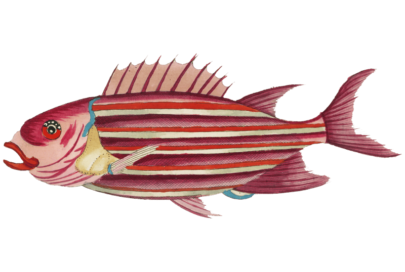 Colourful and surreal illustrations of fishes found in Moluccas (Indonesia) and the East Indies by Louis Renard (1678 -1746) from Histoire naturelle des plus rares curiositez de la mer des Indes (1754).