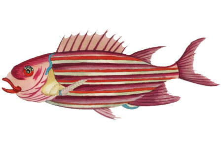Colourful and surreal illustrations of fishes found in Moluccas (Indonesia) and the East Indies by Louis Renard (1678 -1746) from Histoire naturelle des plus rares curiositez de la mer des Indes (1754).