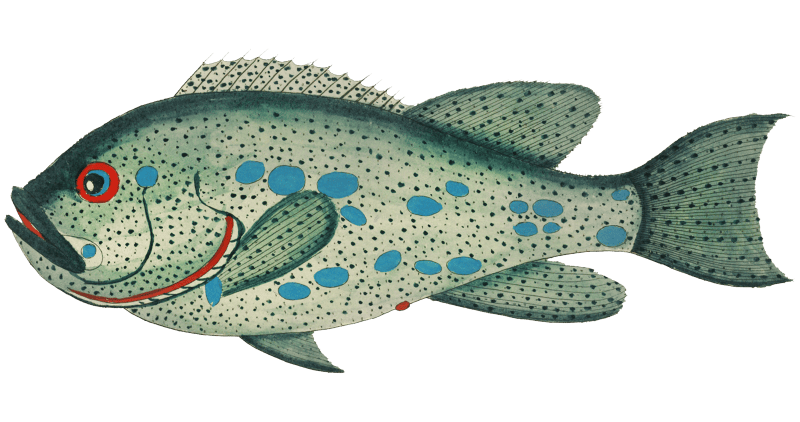 Colourful and surreal illustrations of fishes found in Moluccas (Indonesia) and the East Indies by Louis Renard (1678 -1746) from Histoire naturelle des plus rares curiositez de la mer des Indes (1754).