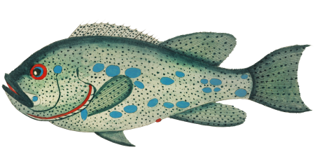 Colourful and surreal illustrations of fishes found in Moluccas (Indonesia) and the East Indies by Louis Renard (1678 -1746) from Histoire naturelle des plus rares curiositez de la mer des Indes (1754).