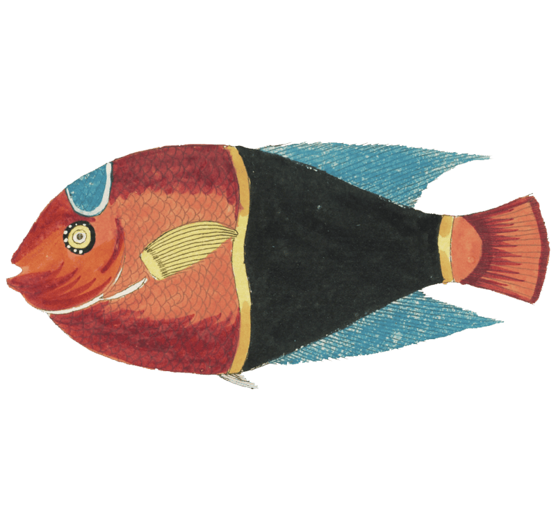Colourful and surreal illustrations of fishes found in Moluccas (Indonesia) and the East Indies by Louis Renard (1678 -1746) from Histoire naturelle des plus rares curiositez de la mer des Indes (1754).