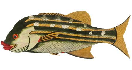 Colourful and surreal illustrations of fishes found in Moluccas (Indonesia) and the East Indies by Louis Renard (1678 -1746) from Histoire naturelle des plus rares curiositez de la mer des Indes (1754).