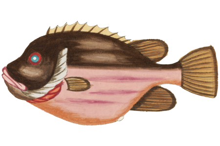 Colourful and surreal illustrations of fishes found in Moluccas (Indonesia) and the East Indies by Louis Renard (1678 -1746) from Histoire naturelle des plus rares curiositez de la mer des Indes (1754).