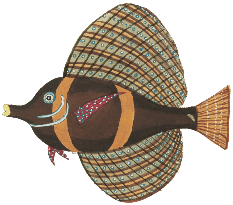 Colourful and surreal illustrations of fishes found in Moluccas (Indonesia) and the East Indies by Louis Renard (1678 -1746) from Histoire naturelle des plus rares curiositez de la mer des Indes (1754).