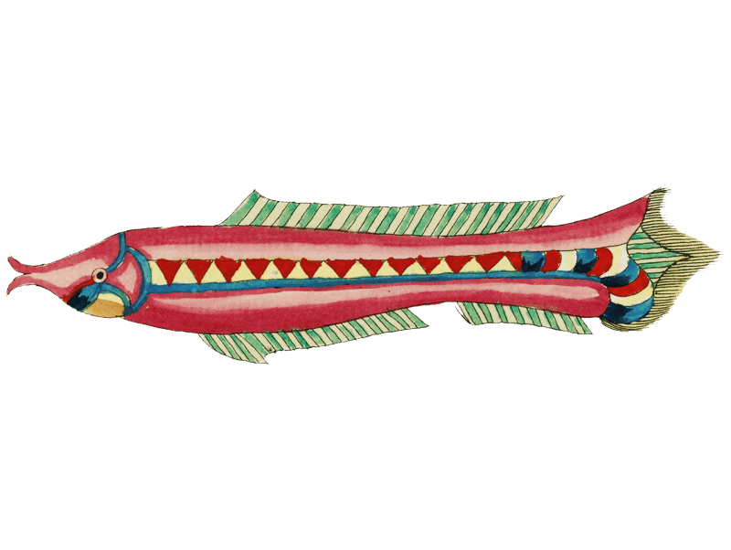 Colourful and surreal illustrations of fishes found in Moluccas (Indonesia) and the East Indies by Louis Renard (1678 -1746) from Histoire naturelle des plus rares curiositez de la mer des Indes (1754).