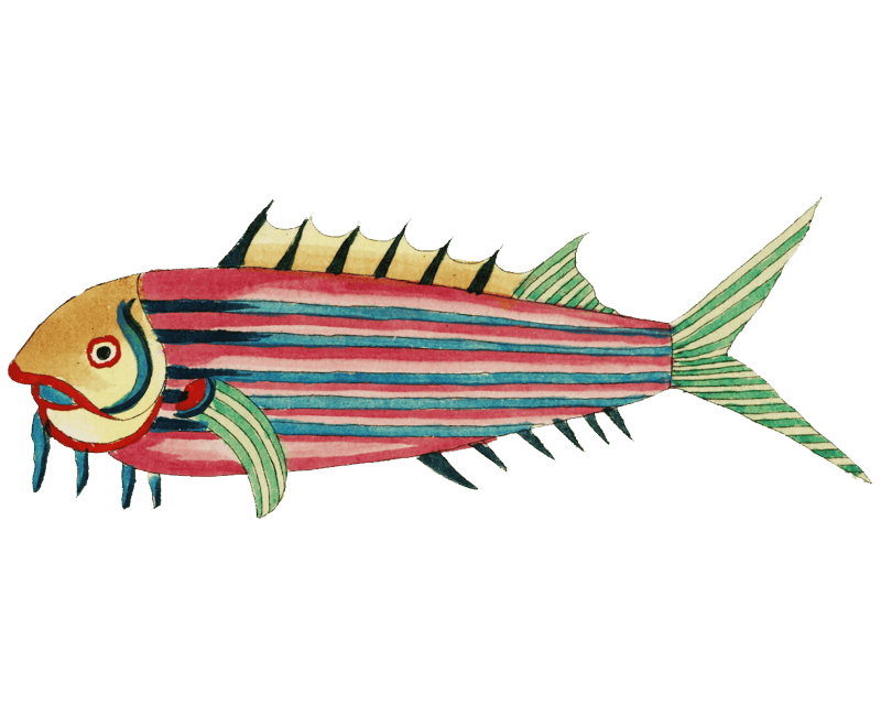 Colourful and surreal illustrations of fishes found in Moluccas ...