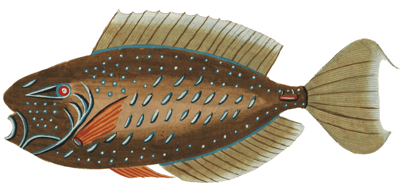 Colourful and surreal illustrations of fishes found in Moluccas (Indonesia) and the East Indies by Louis Renard (1678 -1746) from Histoire naturelle des plus rares curiositez de la mer des Indes (1754).