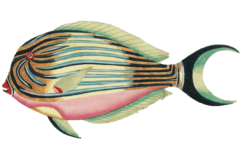 Colourful and surreal illustrations of fishes found in Moluccas (Indonesia) and the East Indies by Louis Renard (1678 -1746) from Histoire naturelle des plus rares curiositez de la mer des Indes (1754).