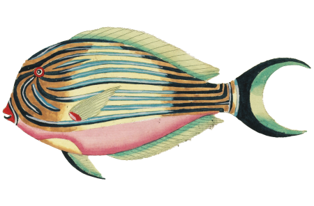 Colourful and surreal illustrations of fishes found in Moluccas (Indonesia) and the East Indies by Louis Renard (1678 -1746) from Histoire naturelle des plus rares curiositez de la mer des Indes (1754).