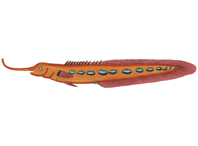 Colourful and surreal illustrations of fishes found in Moluccas (Indonesia) and the East Indies by Louis Renard (1678 -1746) from Histoire naturelle des plus rares curiositez de la mer des Indes (1754).