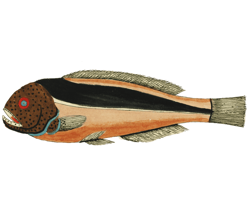 Colourful and surreal illustrations of fishes found in Moluccas (Indonesia) and the East Indies by Louis Renard (1678 -1746) from Histoire naturelle des plus rares curiositez de la mer des Indes (1754).