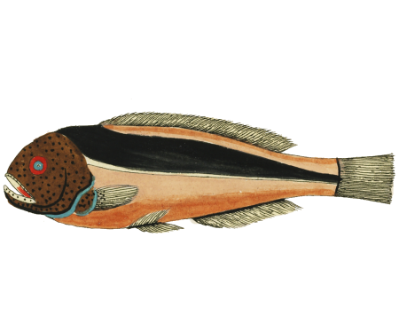 Colourful and surreal illustrations of fishes found in Moluccas (Indonesia) and the East Indies by Louis Renard (1678 -1746) from Histoire naturelle des plus rares curiositez de la mer des Indes (1754).