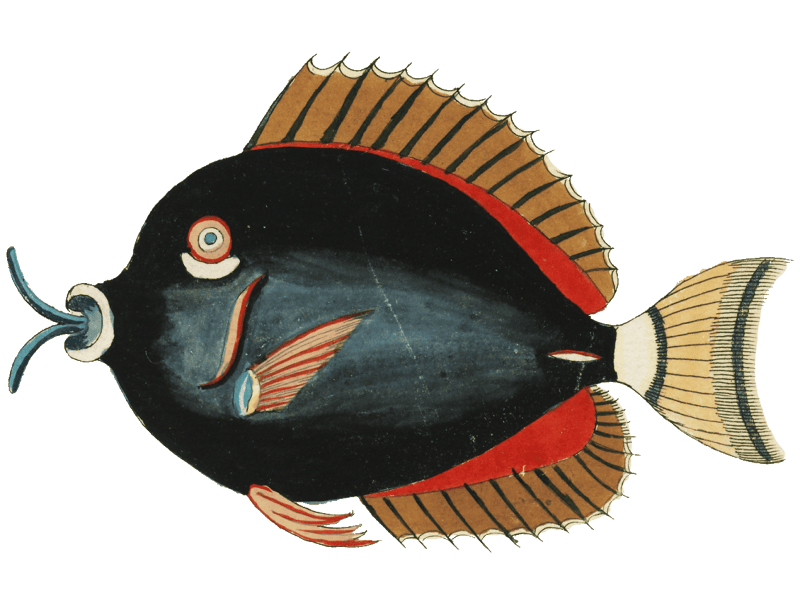 Colourful and surreal illustrations of fishes found in Moluccas (Indonesia) and the East Indies by Louis Renard (1678 -1746) from Histoire naturelle des plus rares curiositez de la mer des Indes (1754).