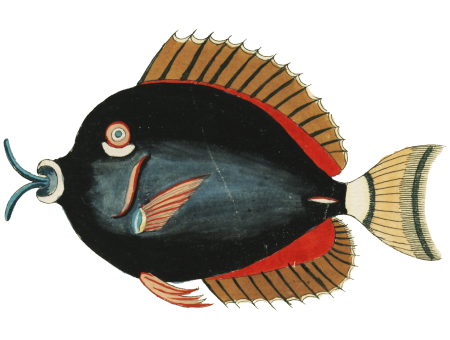 Colourful and surreal illustrations of fishes found in Moluccas (Indonesia) and the East Indies by Louis Renard (1678 -1746) from Histoire naturelle des plus rares curiositez de la mer des Indes (1754).