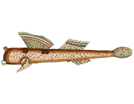 Colourful and surreal illustrations of fishes found in Moluccas (Indonesia) and the East Indies by Louis Renard (1678 -1746) from Histoire naturelle des plus rares curiositez de la mer des Indes (1754).