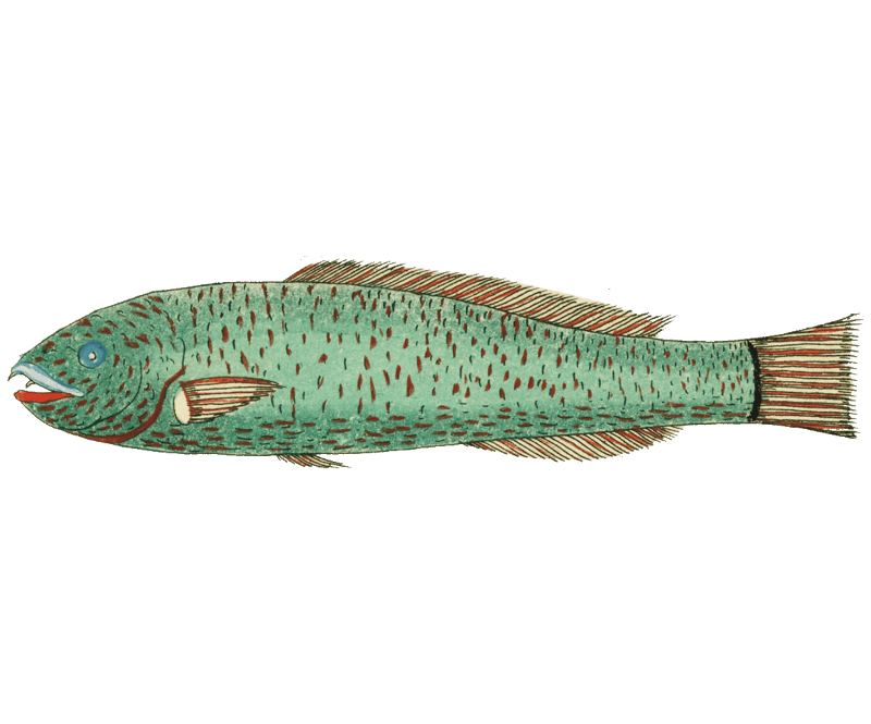 Colourful and surreal illustrations of fishes found in Moluccas (Indonesia) and the East Indies by Louis Renard (1678 -1746) from Histoire naturelle des plus rares curiositez de la mer des Indes (1754).