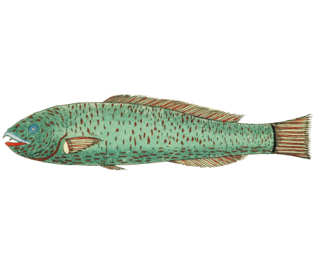 Colourful and surreal illustrations of fishes found in Moluccas (Indonesia) and the East Indies by Louis Renard (1678 -1746) from Histoire naturelle des plus rares curiositez de la mer des Indes (1754).