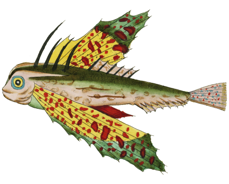 Colourful and surreal illustrations of fishes found in Moluccas (Indonesia) and the East Indies by Louis Renard (1678 -1746) from Histoire naturelle des plus rares curiositez de la mer des Indes (1754).