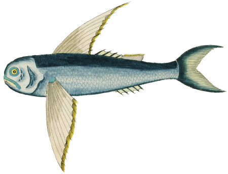 Colourful and surreal illustrations of fishes found in Moluccas (Indonesia) and the East Indies by Louis Renard (1678 -1746) from Histoire naturelle des plus rares curiositez de la mer des Indes (1754).