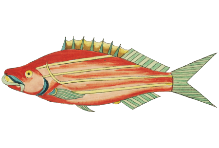 Colourful and surreal illustrations of fishes found in Moluccas (Indonesia) and the East Indies by Louis Renard (1678 -1746) from Histoire naturelle des plus rares curiositez de la mer des Indes (1754).