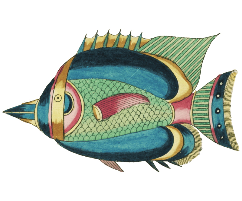 Colourful and surreal illustrations of fishes found in Moluccas (Indonesia) and the East Indies by Louis Renard (1678 -1746) from Histoire naturelle des plus rares curiositez de la mer des Indes (1754).