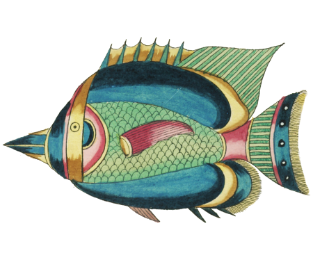 Colourful and surreal illustrations of fishes found in Moluccas (Indonesia) and the East Indies by Louis Renard (1678 -1746) from Histoire naturelle des plus rares curiositez de la mer des Indes (1754).