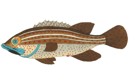 Colourful and surreal illustrations of fishes found in Moluccas (Indonesia) and the East Indies by Louis Renard (1678 -1746) from Histoire naturelle des plus rares curiositez de la mer des Indes (1754).