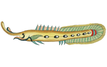Colourful and surreal illustrations of fishes found in Moluccas (Indonesia) and the East Indies by Louis Renard (1678 -1746) from Histoire naturelle des plus rares curiositez de la mer des Indes (1754).