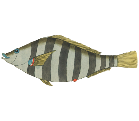 Colourful and surreal illustrations of fishes found in Moluccas (Indonesia) and the East Indies by Louis Renard (1678 -1746) from Histoire naturelle des plus rares curiositez de la mer des Indes (1754).