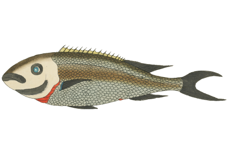 Colourful and surreal illustrations of fishes found in Moluccas (Indonesia) and the East Indies by Louis Renard (1678 -1746) from Histoire naturelle des plus rares curiositez de la mer des Indes (1754).