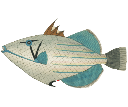 Colourful and surreal illustrations of fishes found in Moluccas (Indonesia) and the East Indies by Louis Renard (1678 -1746) from Histoire naturelle des plus rares curiositez de la mer des Indes (1754).