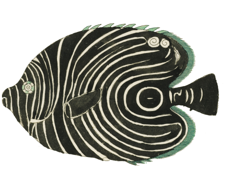 Colourful and surreal illustrations of fishes found in Moluccas (Indonesia) and the East Indies by Louis Renard (1678 -1746) from Histoire naturelle des plus rares curiositez de la mer des Indes (1754).