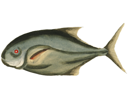 Colourful and surreal illustrations of fishes found in Moluccas (Indonesia) and the East Indies by Louis Renard (1678 -1746) from Histoire naturelle des plus rares curiositez de la mer des Indes (1754).