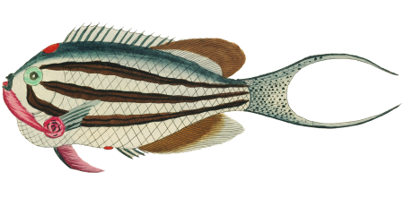 Colourful and surreal illustrations of fishes found in Moluccas (Indonesia) and the East Indies by Louis Renard (1678 -1746) from Histoire naturelle des plus rares curiositez de la mer des Indes (1754).