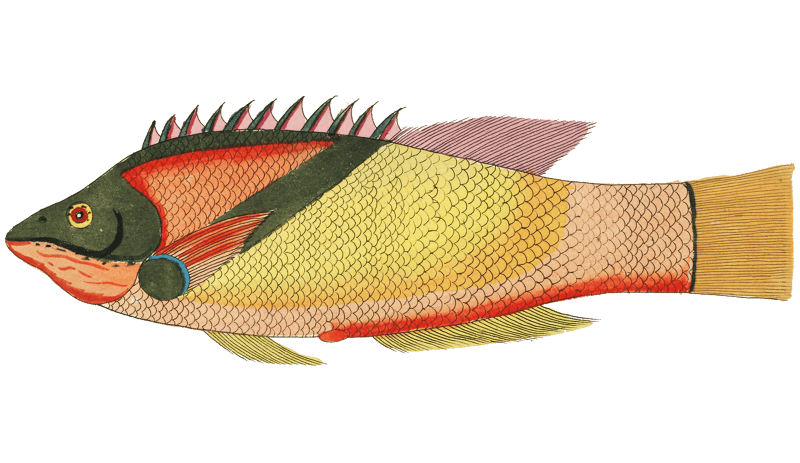 Colourful and surreal illustrations of fishes found in Moluccas (Indonesia) and the East Indies by Louis Renard (1678 -1746) from Histoire naturelle des plus rares curiositez de la mer des Indes (1754).