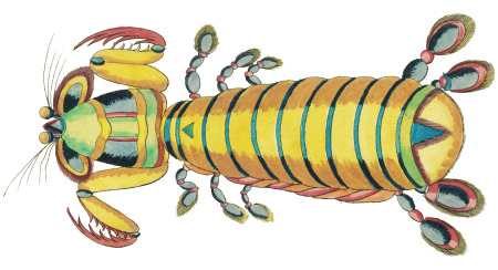 Colourful and surreal illustrations of fishes and other marine life found in Moluccas (Indonesia) and the East Indies by Louis Renard (1678 -1746) from Histoire naturelle des plus rares curiositez de la mer des Indes (1754).