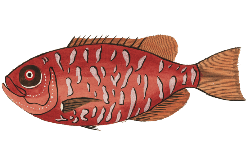 Colourful and surreal illustrations of fishes found in Moluccas ...