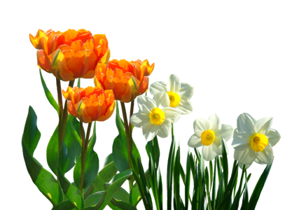 Osterglocken easter spring flower