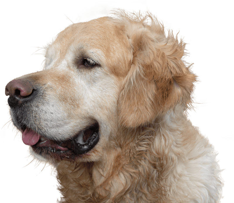 Pet animal purebred dog