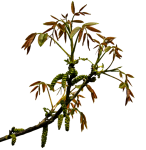 Clipping branch graphics