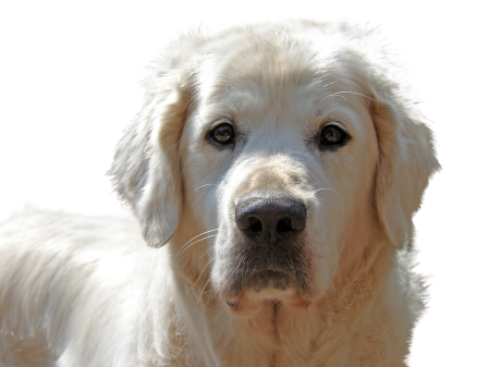 Pet animal portrait big dog